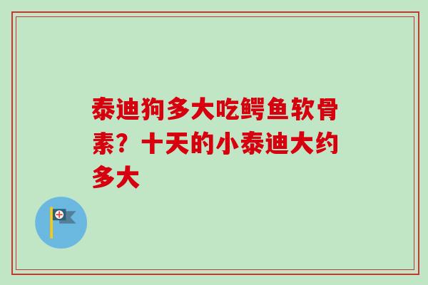 泰迪狗多大吃鳄鱼软骨素？十天的小泰迪大约多大