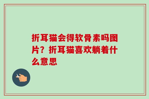 折耳猫会得软骨素吗图片？折耳猫喜欢躺着什么意思