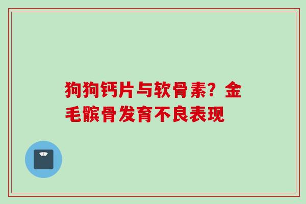 狗狗钙片与软骨素？金毛髌骨发育不良表现