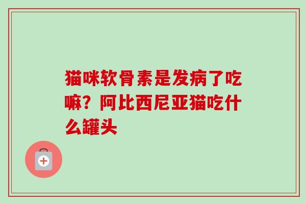 猫咪软骨素是发病了吃嘛？阿比西尼亚猫吃什么罐头