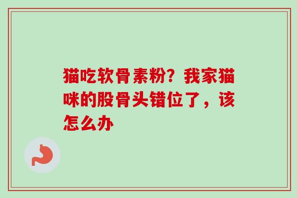 猫吃软骨素粉？我家猫咪的股骨头错位了，该怎么办