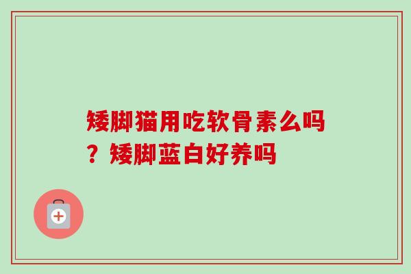 矮脚猫用吃软骨素么吗?矮脚蓝白好养吗 矮脚猫用吃软骨素么吗?矮脚蓝白好养吗