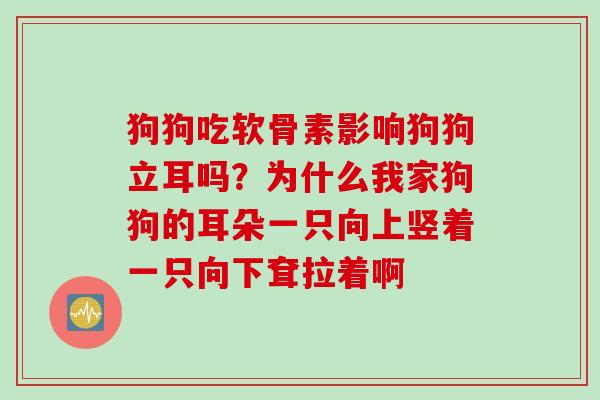 狗狗吃软骨素影响狗狗立耳吗？为什么我家狗狗的耳朵一只向上竖着一只向下耷拉着啊