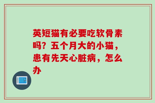 英短猫有必要吃软骨素吗？五个月大的小猫，患有先天，怎么办