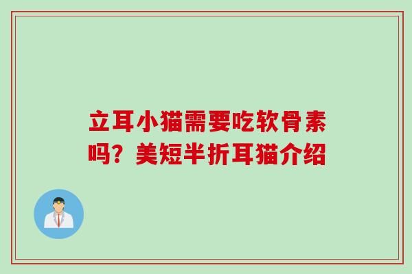 立耳小猫需要吃软骨素吗?美短半折耳猫介绍 立耳小猫需要吃软骨素吗?美短半折耳猫介绍