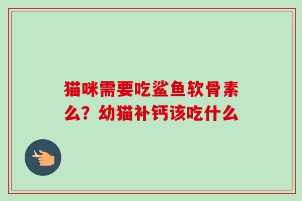 猫咪需要吃鲨鱼软骨素么？幼猫补钙该吃什么
