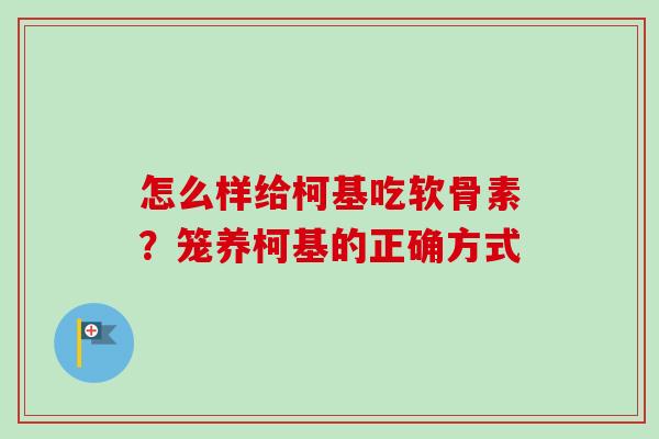 怎么样给柯基吃软骨素？笼养柯基的正确方式