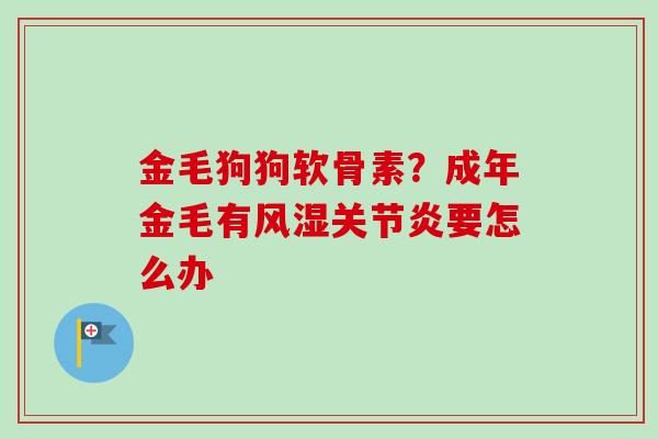 金毛狗狗软骨素？成年金毛有风湿关节炎要怎么办