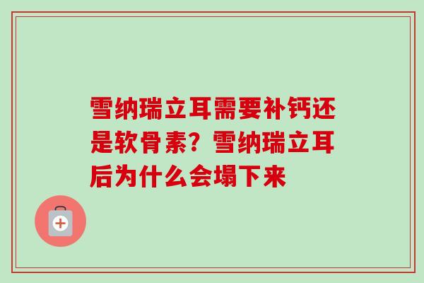 雪纳瑞立耳需要补钙还是软骨素？雪纳瑞立耳后为什么会塌下来