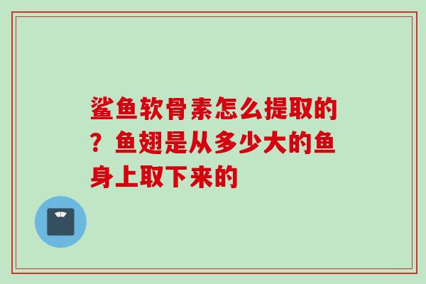 鲨鱼软骨素怎么提取的？鱼翅是从多少大的鱼身上取下来的