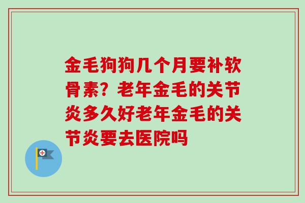 金毛狗狗几个月要补软骨素？老年金毛的关节炎多久好老年金毛的关节炎要去医院吗