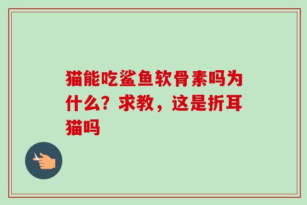 猫能吃鲨鱼软骨素吗为什么？求教，这是折耳猫吗
