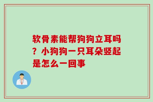 软骨素能帮狗狗立耳吗？小狗狗一只耳朵竖起是怎么一回事