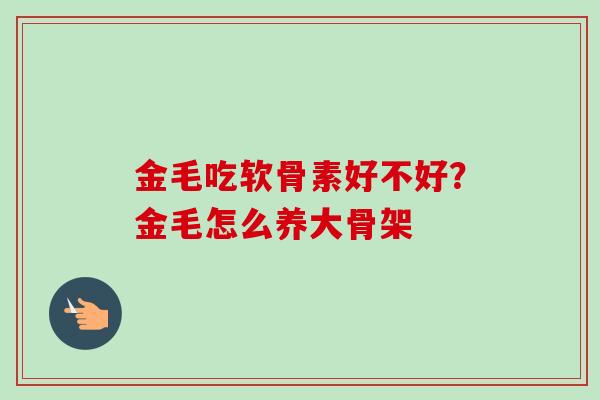 金毛吃软骨素好不好？金毛怎么养大骨架