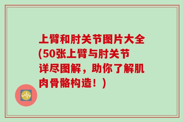 上臂和肘关节图片大全(50张上臂与肘关节详尽图解，助你了解肌肉骨骼构造！)