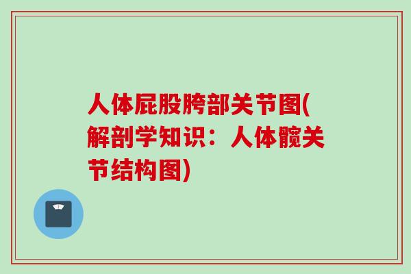 人体屁股胯部关节图(解剖学知识：人体髋关节结构图)