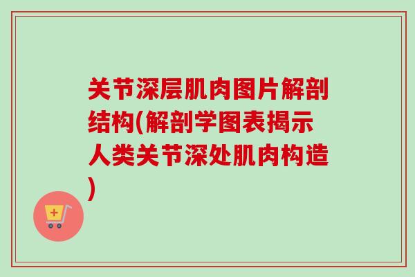 关节深层肌肉图片解剖结构(解剖学图表揭示人类关节深处肌肉构造)