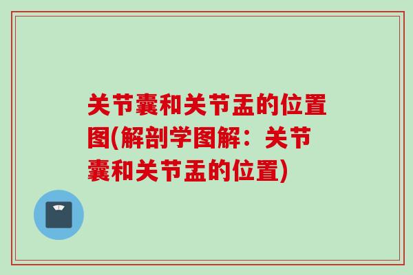 关节囊和关节盂的位置图(解剖学图解：关节囊和关节盂的位置)