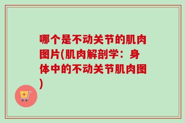 哪个是不动关节的肌肉图片(肌肉解剖学：身体中的不动关节肌肉图)