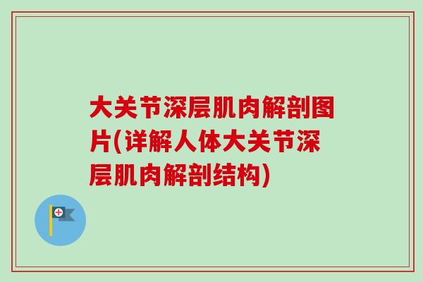 大关节深层肌肉解剖图片(详解人体大关节深层肌肉解剖结构)