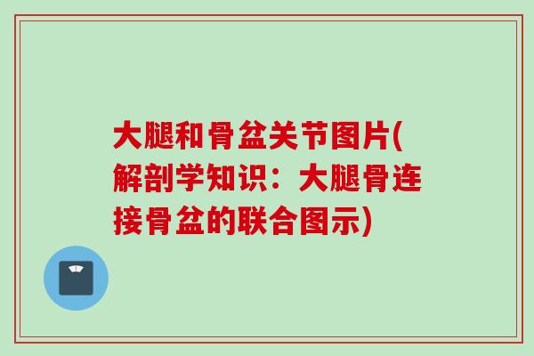 大腿和骨盆关节图片(解剖学知识：大腿骨连接骨盆的联合图示)