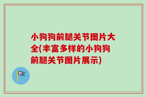 小狗狗前腿关节图片大全(丰富多样的小狗狗前腿关节图片展示)