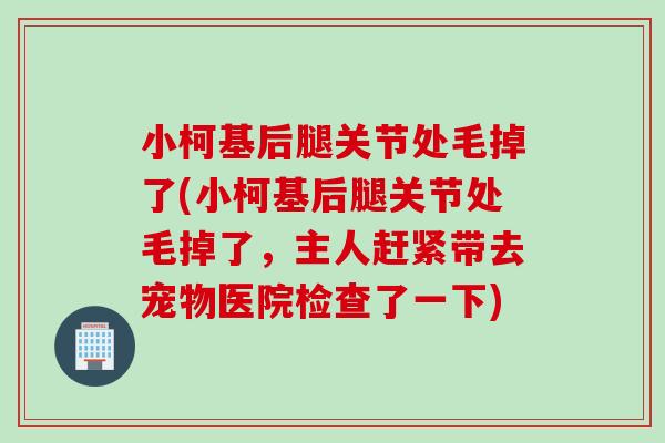 小柯基后腿关节处毛掉了(小柯基后腿关节处毛掉了，主人赶紧带去宠物医院检查了一下)