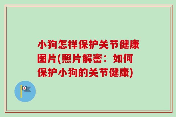 小狗怎样保护关节健康图片(照片解密：如何保护小狗的关节健康)