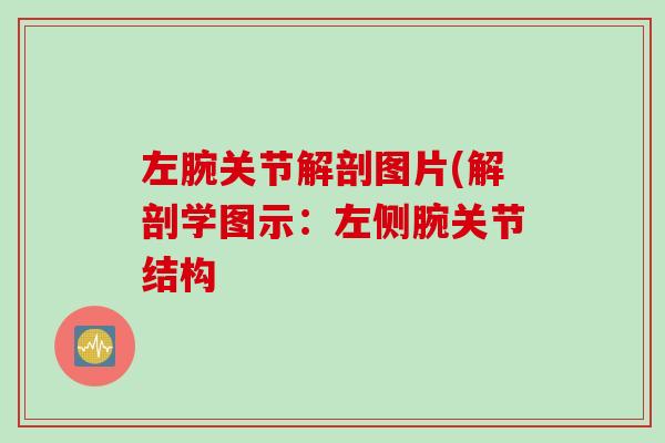 左腕关节解剖图片(解剖学图示：左侧腕关节结构