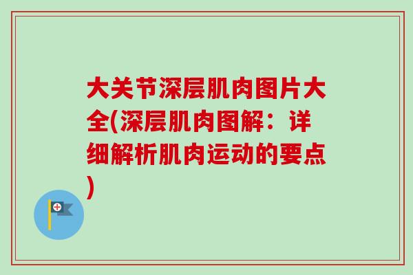 大关节深层肌肉图片大全(深层肌肉图解：详细解析肌肉运动的要点)