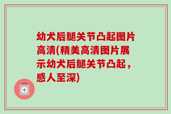 幼犬后腿关节凸起图片高清(精美高清图片展示幼犬后腿关节凸起，感人至深)