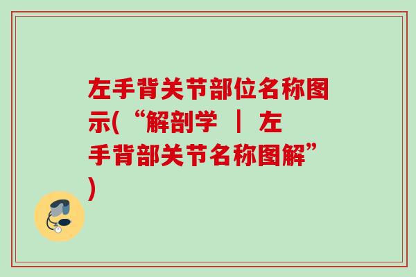 左手背关节部位名称图示(“解剖学 ｜ 左手背部关节名称图解”)