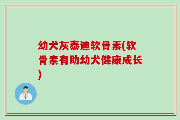 幼犬灰泰迪软骨素(软骨素有助幼犬健康成长)