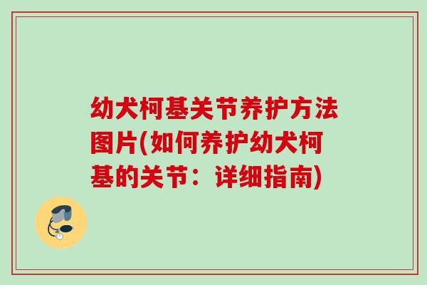 幼犬柯基关节养护方法图片(如何养护幼犬柯基的关节：详细指南)