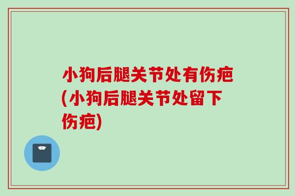 小狗后腿关节处有伤疤(小狗后腿关节处留下伤疤)