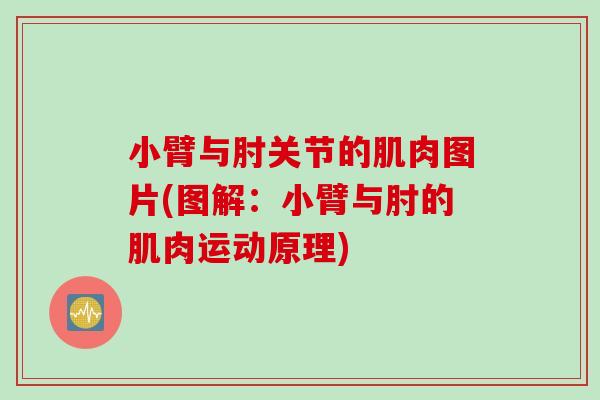 小臂与肘关节的肌肉图片(图解：小臂与肘的肌肉运动原理)