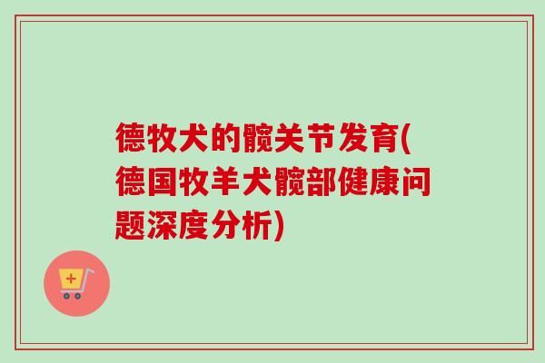 德牧犬的髋关节发育(德国牧羊犬髋部健康问题深度分析)