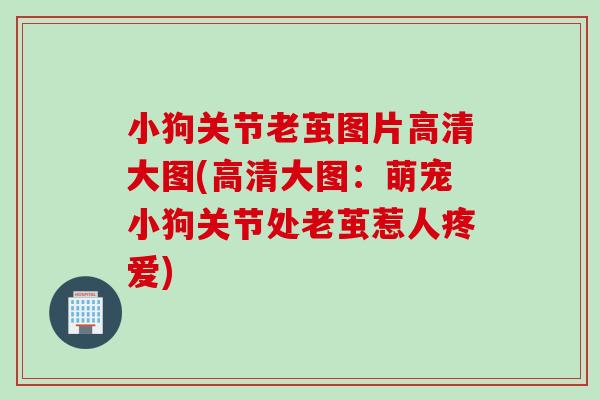 小狗关节老茧图片高清大图(高清大图：萌宠小狗关节处老茧惹人疼爱)