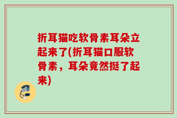 折耳猫吃软骨素耳朵立起来了(折耳猫口服软骨素，耳朵竟然挺了起来)