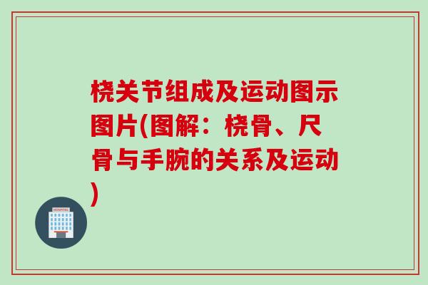 桡关节组成及运动图示图片(图解：桡骨、尺骨与手腕的关系及运动)