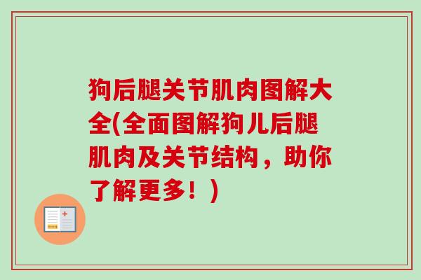 狗后腿关节肌肉图解大全(全面图解狗儿后腿肌肉及关节结构，助你了解更多！)