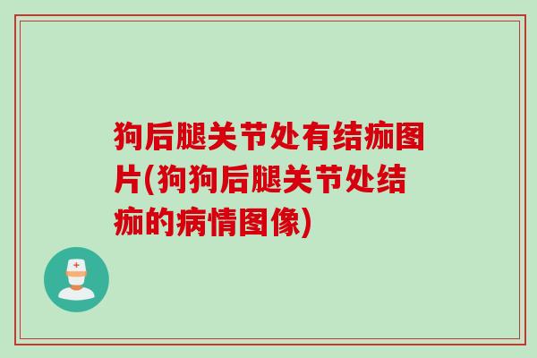狗后腿关节处有结痂图片(狗狗后腿关节处结痂的病情图像)