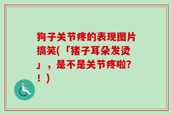 狗子关节疼的表现图片搞笑(「猪子耳朵发烫」，是不是关节疼啦？！)