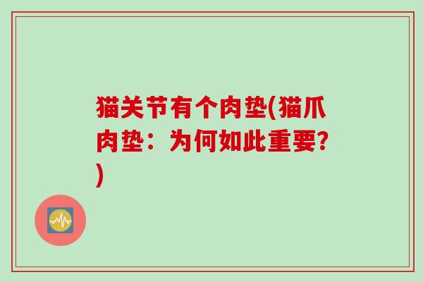 猫关节有个肉垫(猫爪肉垫：为何如此重要？)