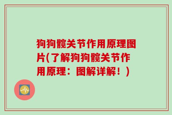 狗狗髋关节作用原理图片(了解狗狗髋关节作用原理：图解详解！)