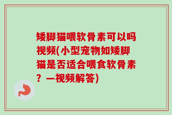 矮脚猫喂软骨素可以吗视频(小型宠物如矮脚猫是否适合喂食软骨素？—视频解答)