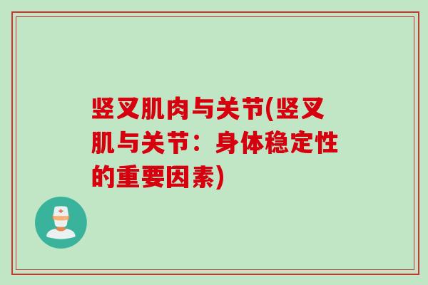 竖叉肌肉与关节(竖叉肌与关节：身体稳定性的重要因素)
