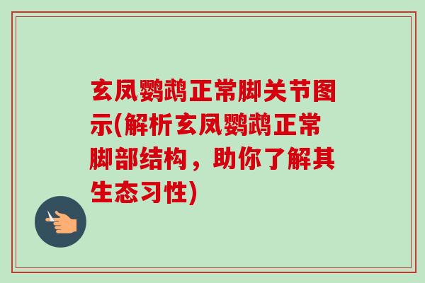 玄凤鹦鹉正常脚关节图示(解析玄凤鹦鹉正常脚部结构，助你了解其生态习性)