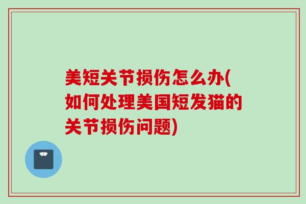 美短关节损伤怎么办(如何处理美国短发猫的关节损伤问题)
