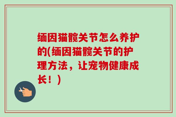 缅因猫髋关节怎么养护的(缅因猫髋关节的护理方法，让宠物健康成长！)